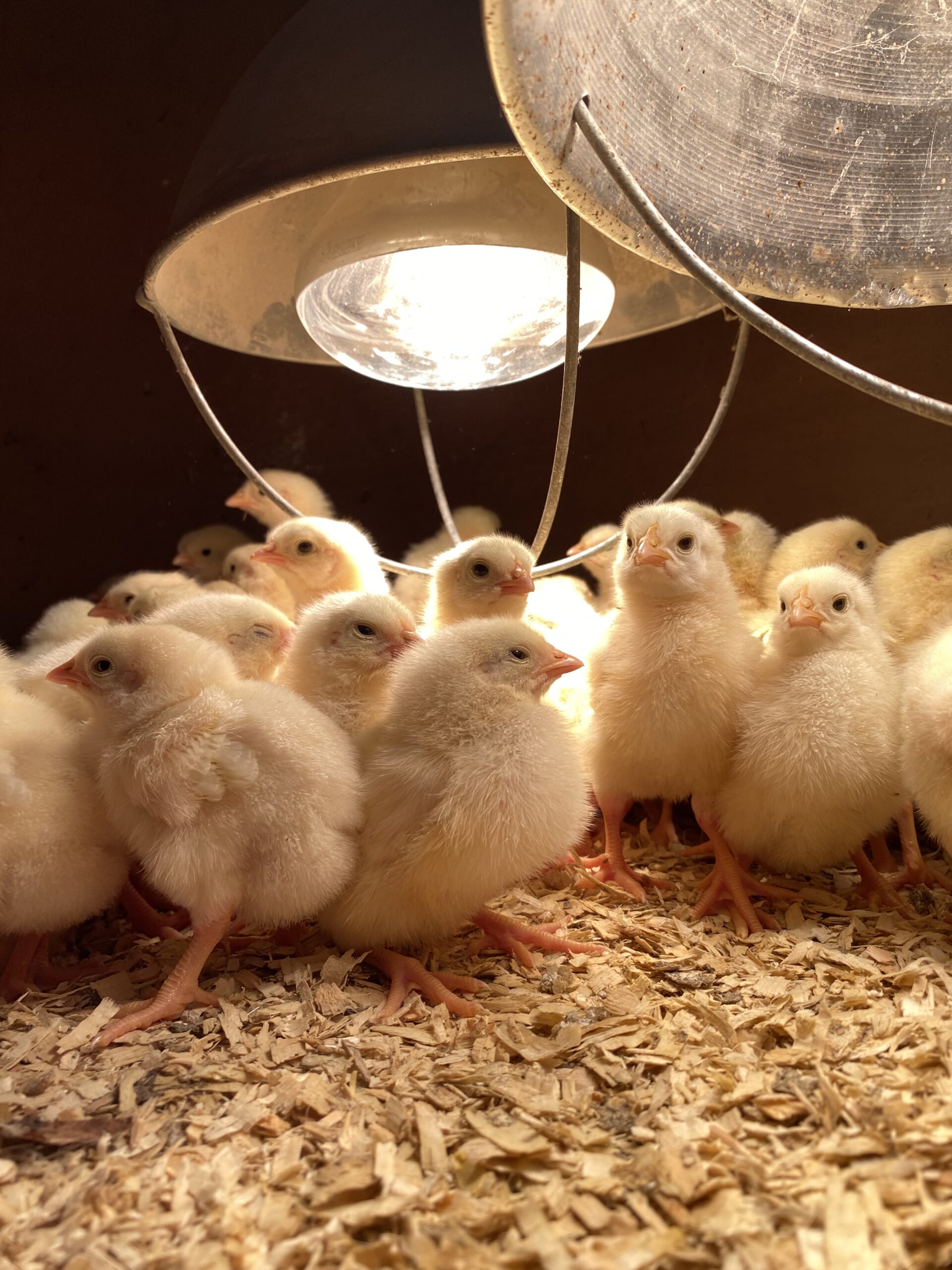 Baby chicks have arrived!